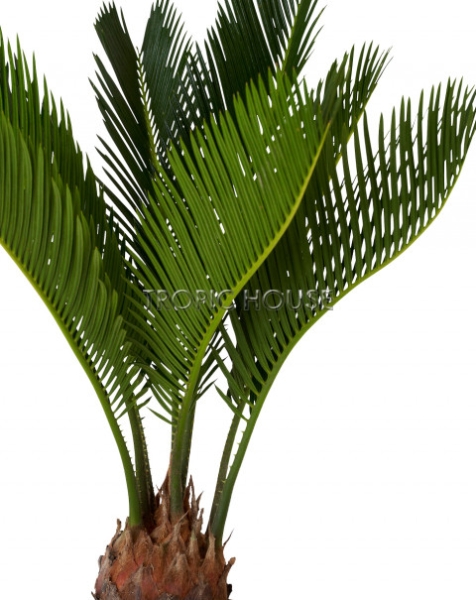 Цикас в CUBE COLOR 14 Цикас в CUBE COLOR 14