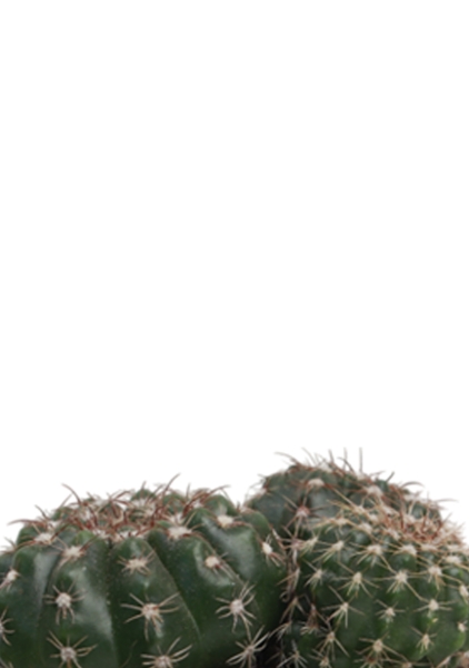 Кактус микс 10 см в CANTO STONE 14 Кактус микс 10 см в CANTO STONE 14