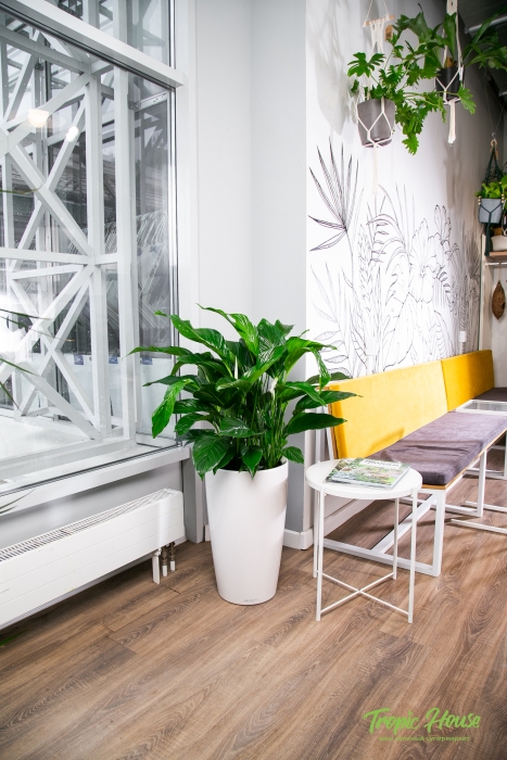 Спатифиллум в RONDO 32