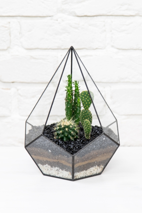 Флорариум-капля с мини-кактусами