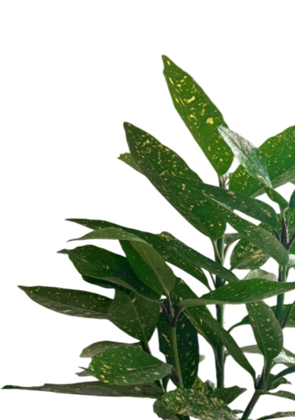 Аукуба Японика Вариегата 17/40 см