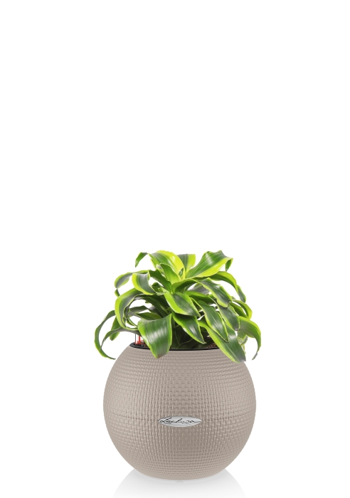 Драцена Торнадо в PURO 20, песочно-коричневый