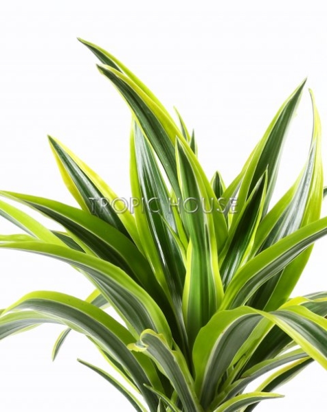 Драцена Лемон Лайм бранч 27/120 см Драцена Лемон Лайм бранч 27/120 см