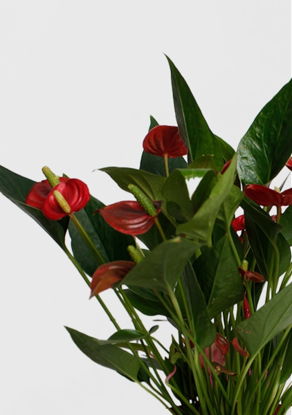 Антуриум Андрианум Карма красный 12/43 см в CANTO STONE 14