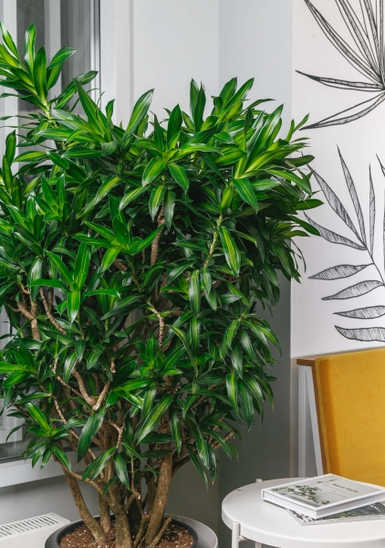 Драцена Песнь Ямайке 35/150 см в LAMELA Finezja 40x40