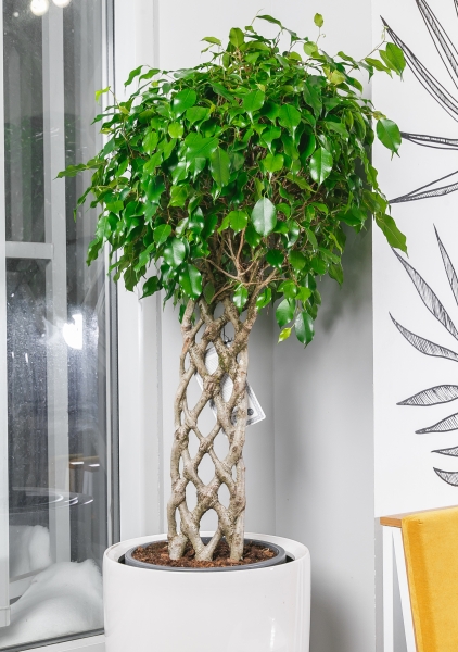 Фикус Бенджамина Экзотика решетка 31/130 см