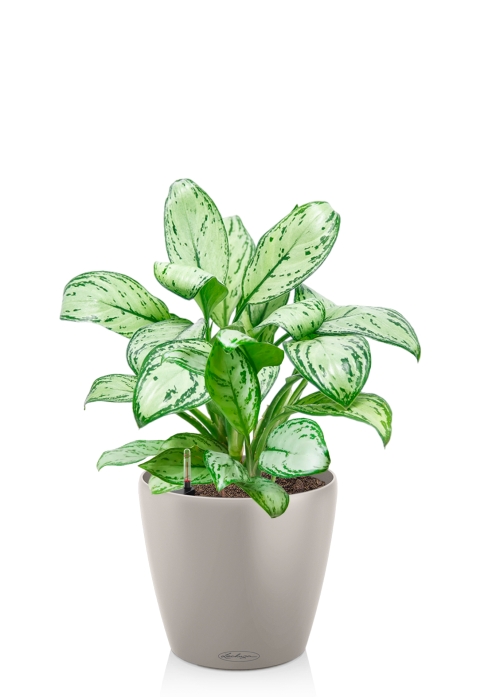 Аглаонема Кристина в CLASSICO 18, песочно-коричневый
