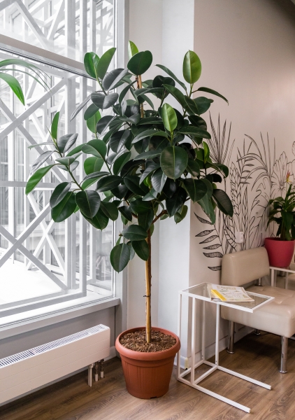 Фикус Эластика Робуста на штамбе 40/180 см