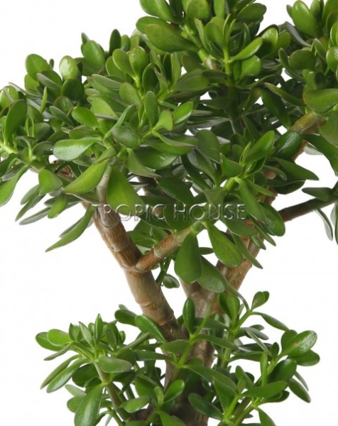 Крассула Овата в CLASSICO 28