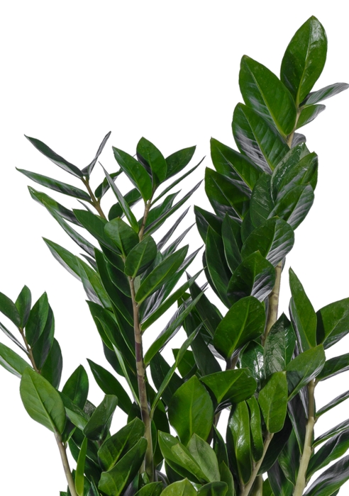 Замиокулькас 17/60 в CUBICO 22