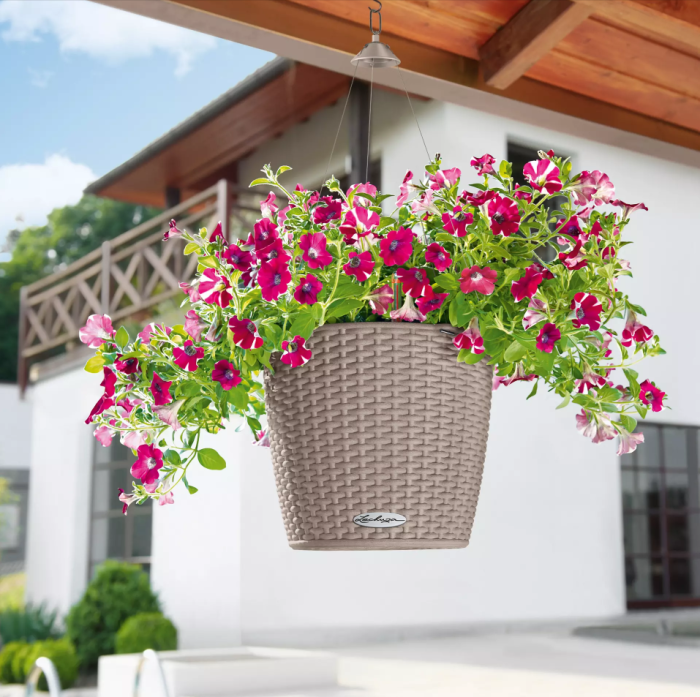 Петуния Фиолетовая в NIDO Cottage 27