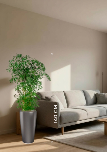 Полисциас Фрутикоза 27/140 см в RONDO 32 Полисциас Фрутикоза 27/140 см в RONDO 32