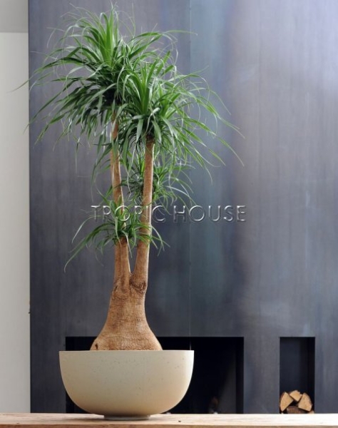 Нолина разветвленная 38/110 см