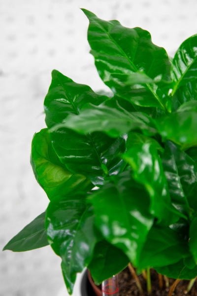 Кофе в PURO 20 Кофе в PURO 20