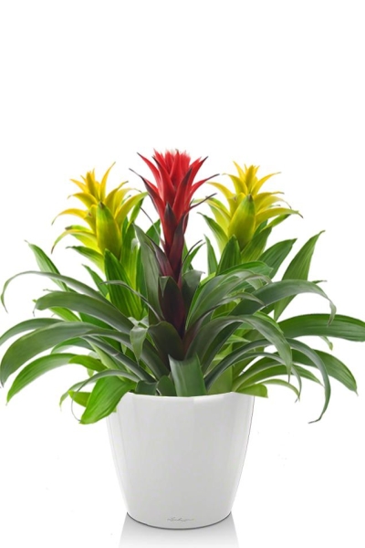 Гузмании микс в CLASSICO LS 21