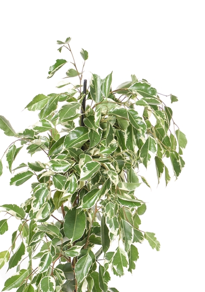 Фикус Бенджамина Голден Кинг пирамида 17/70 см Фикус Бенджамина Голден Кинг пирамида 17/70 см