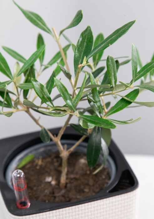 Олива в CUBE COLOR 14