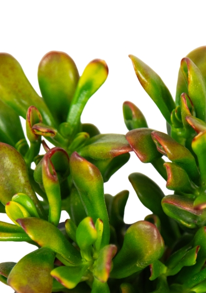 Крассула микс 12/20 см Крассула микс 12/20 см