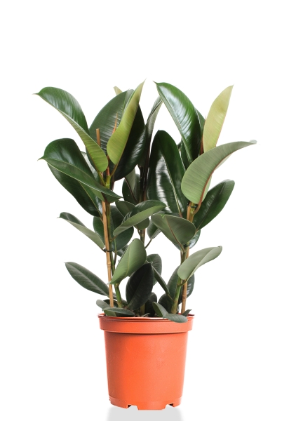 Фикус Эластика Робуста 3 ствола 27/90 см