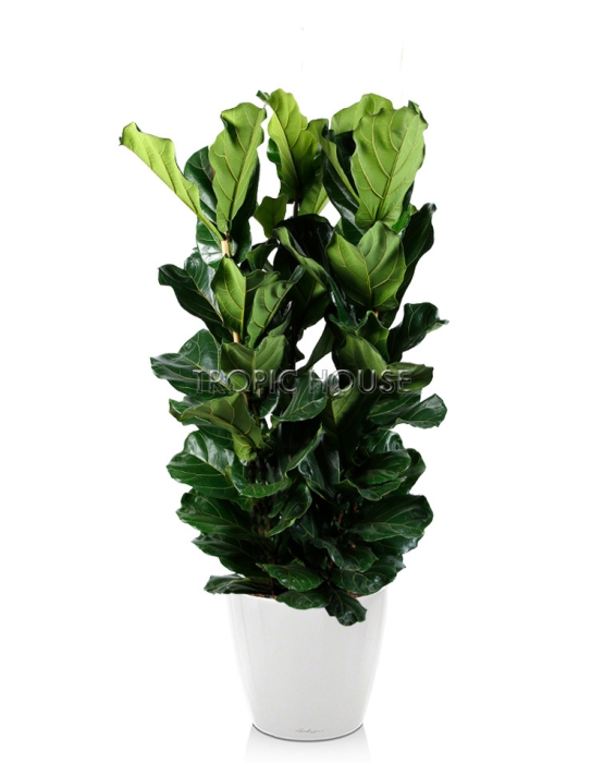 Фикус Лирата De Luxe Classico 50 /190 см, белый блестящий