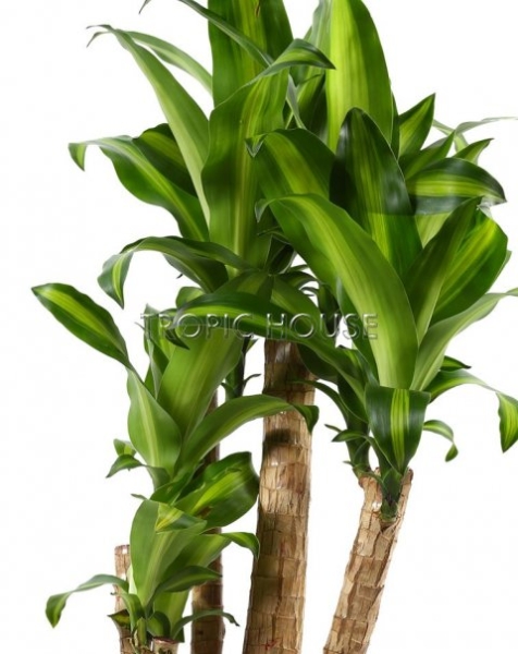 Драцена Массанжеана 31/140 см