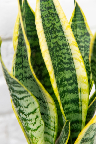 Сансевиерия Лауренти 12/40 см