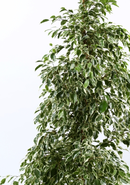 Фикус Бенджамина Голден Кинг пирамида 30/170 см