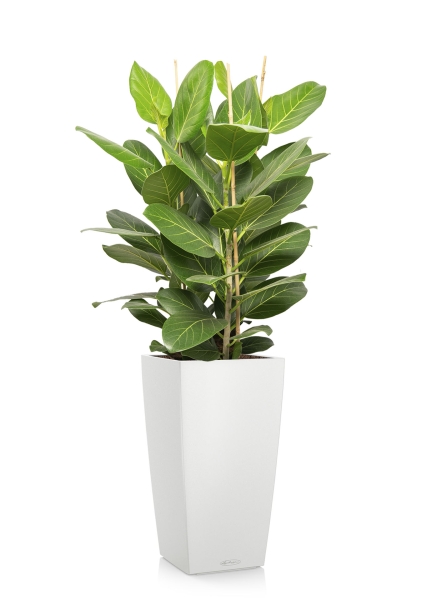 Фикус бенгальский в CUBICO 30