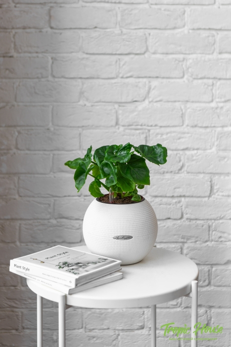 Филодендрон Атом в PURO 20