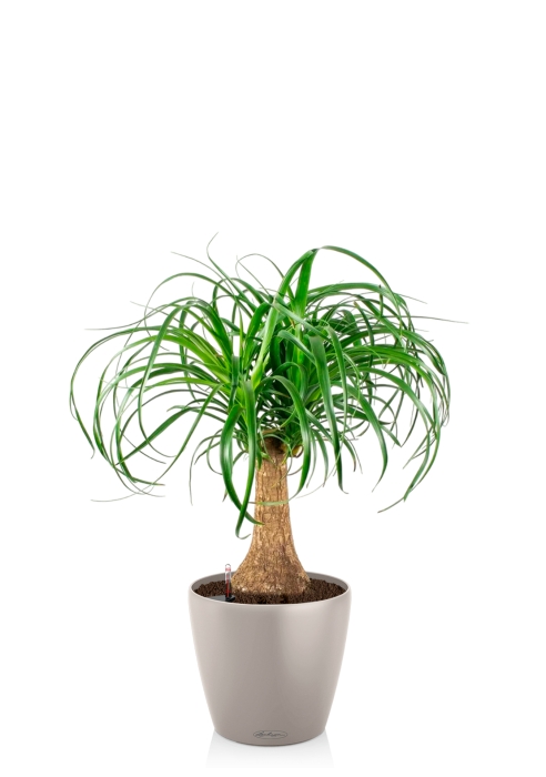 Нолина на стволе в CLASSICO COLOR 28, песочно-коричневый