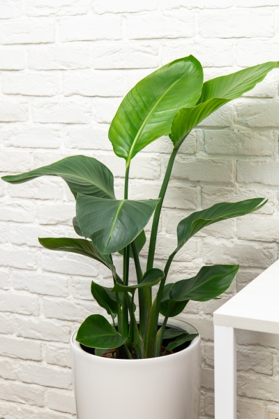 Стрелиция Николай 21/100 в RONDO 32 Стрелиция Николай 21/100 в RONDO 32