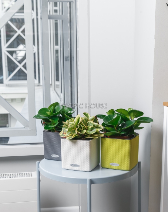 Набор "Пеперомия" в CUBE 14