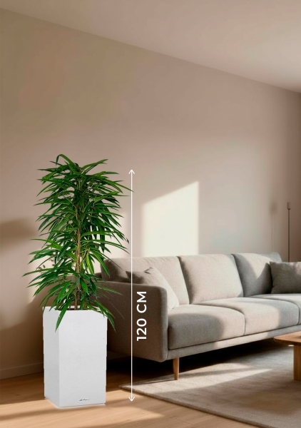 Фикус Али пирамида 24/120 см в CANTO STONE HIGH 30 Фикус Али пирамида 24/120 см в CANTO STONE HIGH 30