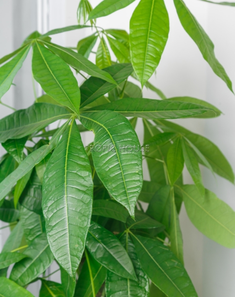 Пахира в CLASSICO 35