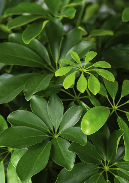 Шеффлера Компакта на стволе 34/170 см в CUBICO COLOR 40