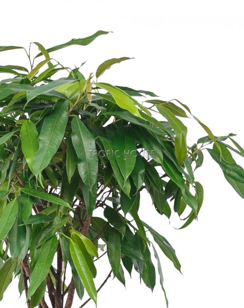 Фикус Амстел Кинг переплетенный 23/120 см Фикус Амстел Кинг переплетенный 23/120 см