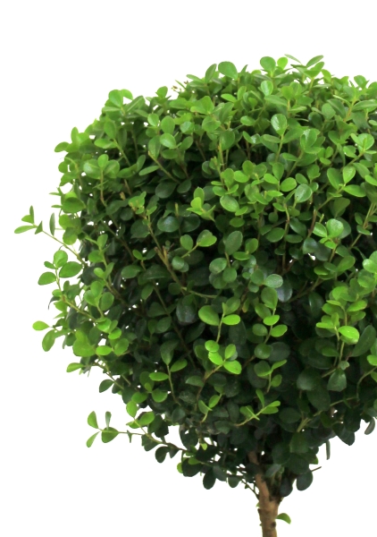 Мирсина в CANTO Stone 14 Мирсина в CANTO Stone 14