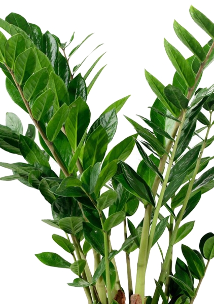 Замиокулькас в CUBE 16