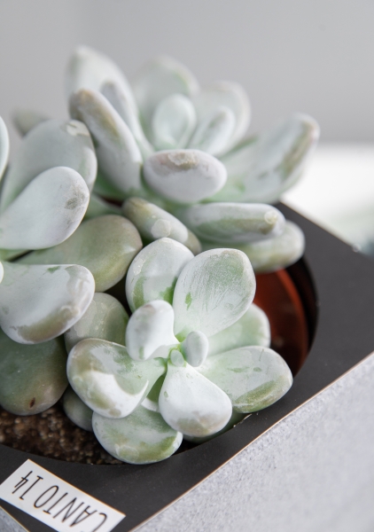 Пахифитум 9/15 см