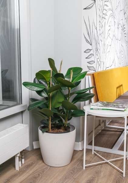 Фикус Эластика Робуста 3 ствола 27/90 см