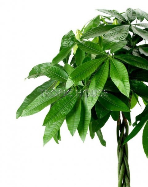 Пахира в CLASSICO 35