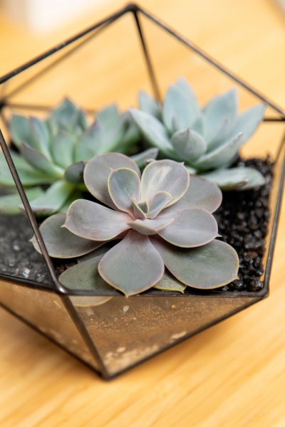 Флорариум - икосаэдр с суккулентами