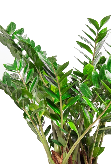 Замиокулькас 27/100 в CUBICO 30