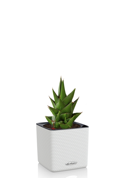 Сансевиерия Аббей Краун в CUBE 14, белый