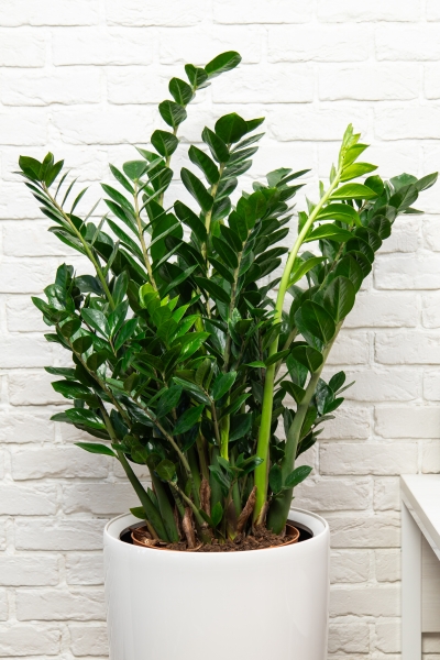 Замиокулькас 30/110 в RONDO 40 Замиокулькас 30/110 в RONDO 40