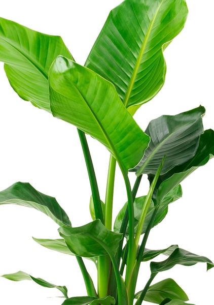 Стрелиция Николай 17/60 в CILINDRO 23