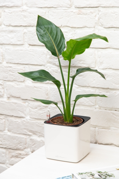 Стрелиция Регина в CUBE GLOSSY 14