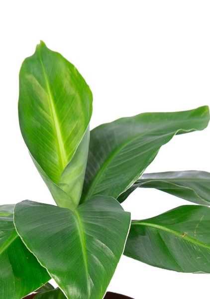 Банан 12/30 в PURO 20