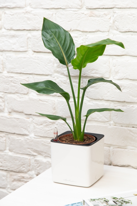 Стрелиция Регина 9/30 см в CUBE GLOSSY 14