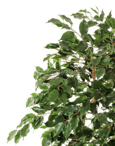 Фикус Бенджамина Лиана